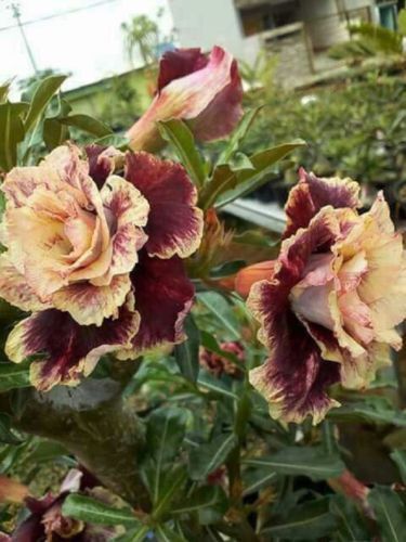 Cream Maroon flower seeds