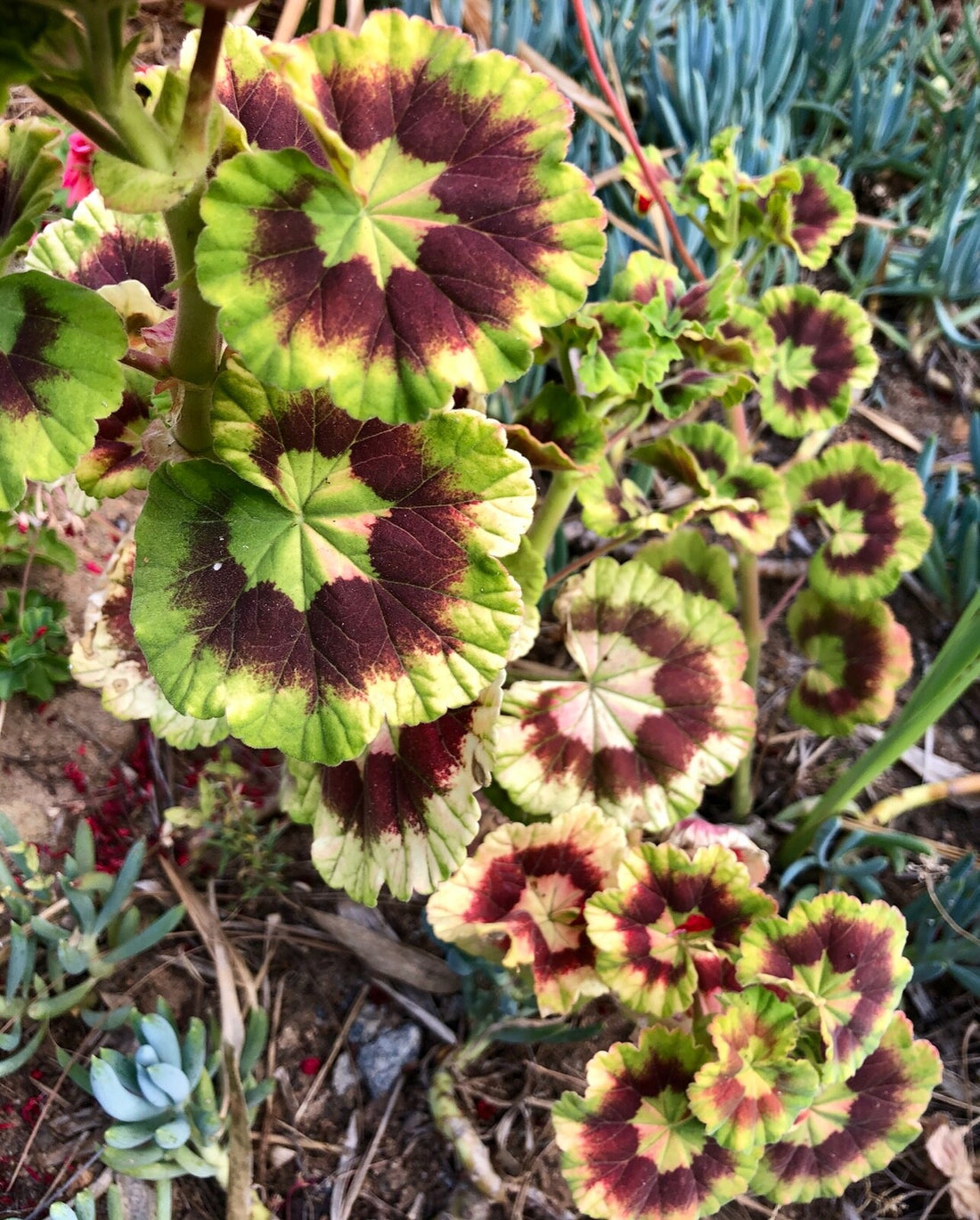 Variegata flower seeds