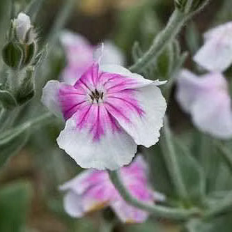 Blush Lychnis Coronaria plant