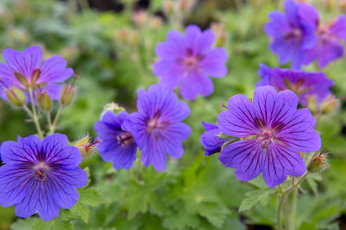 Violet Red flower seeds