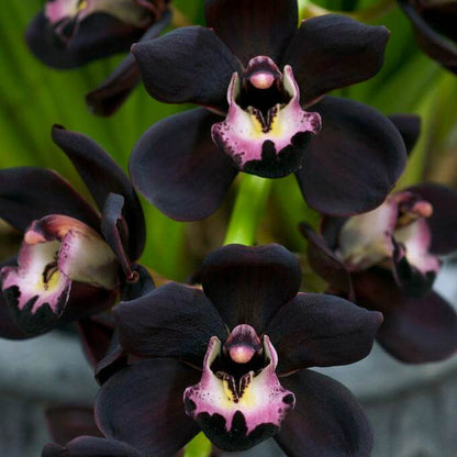 Black Orchid plant