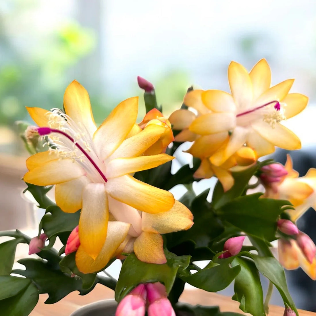 Yellow Schlumbergera flower seeds