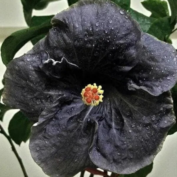 Black Hibiscus plant