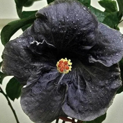 Black Hibiscus plant