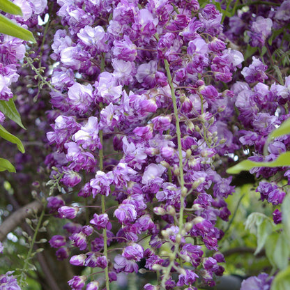 Black Dragon Wisteria plant
