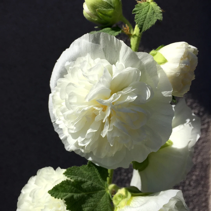 Double White Hollyhock plant