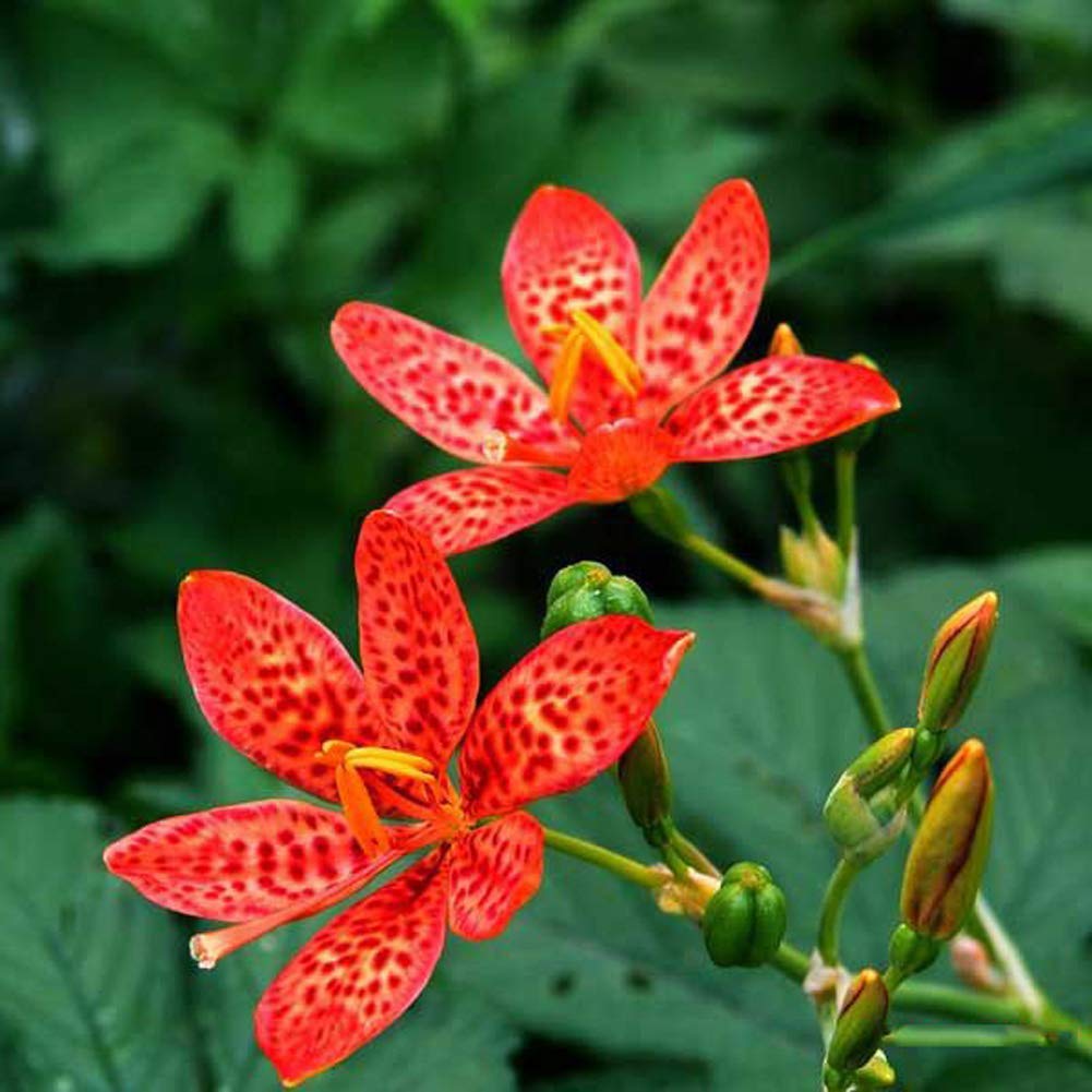 Chinensis Belamcanda plant