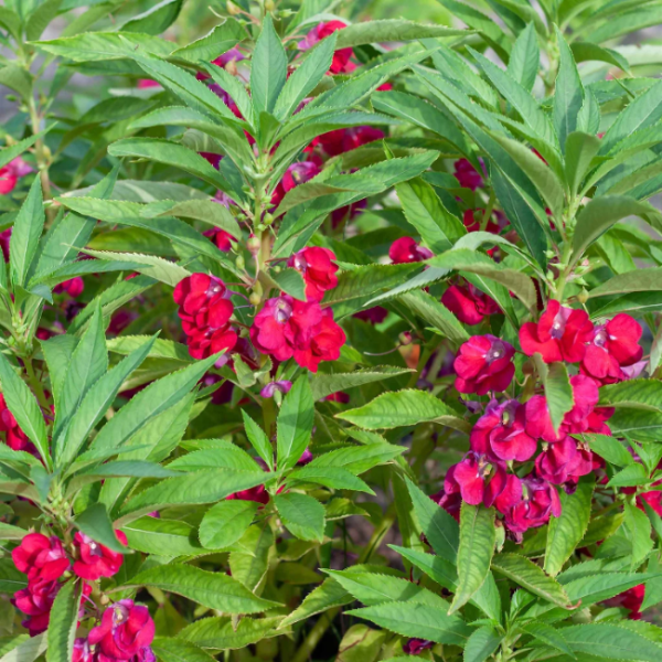 Balsam Impatiens plant
