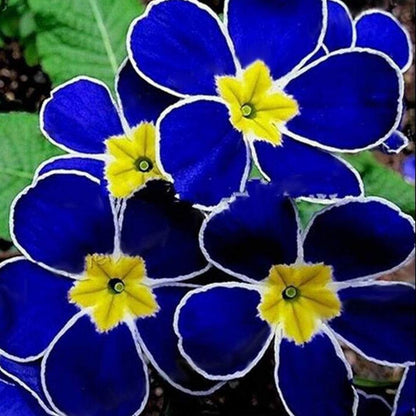 Blue Evening Primrose plant