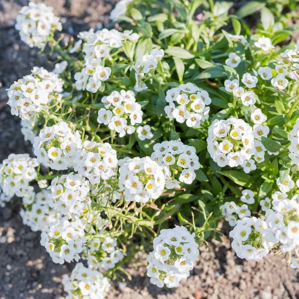 Lobularia flower seeds