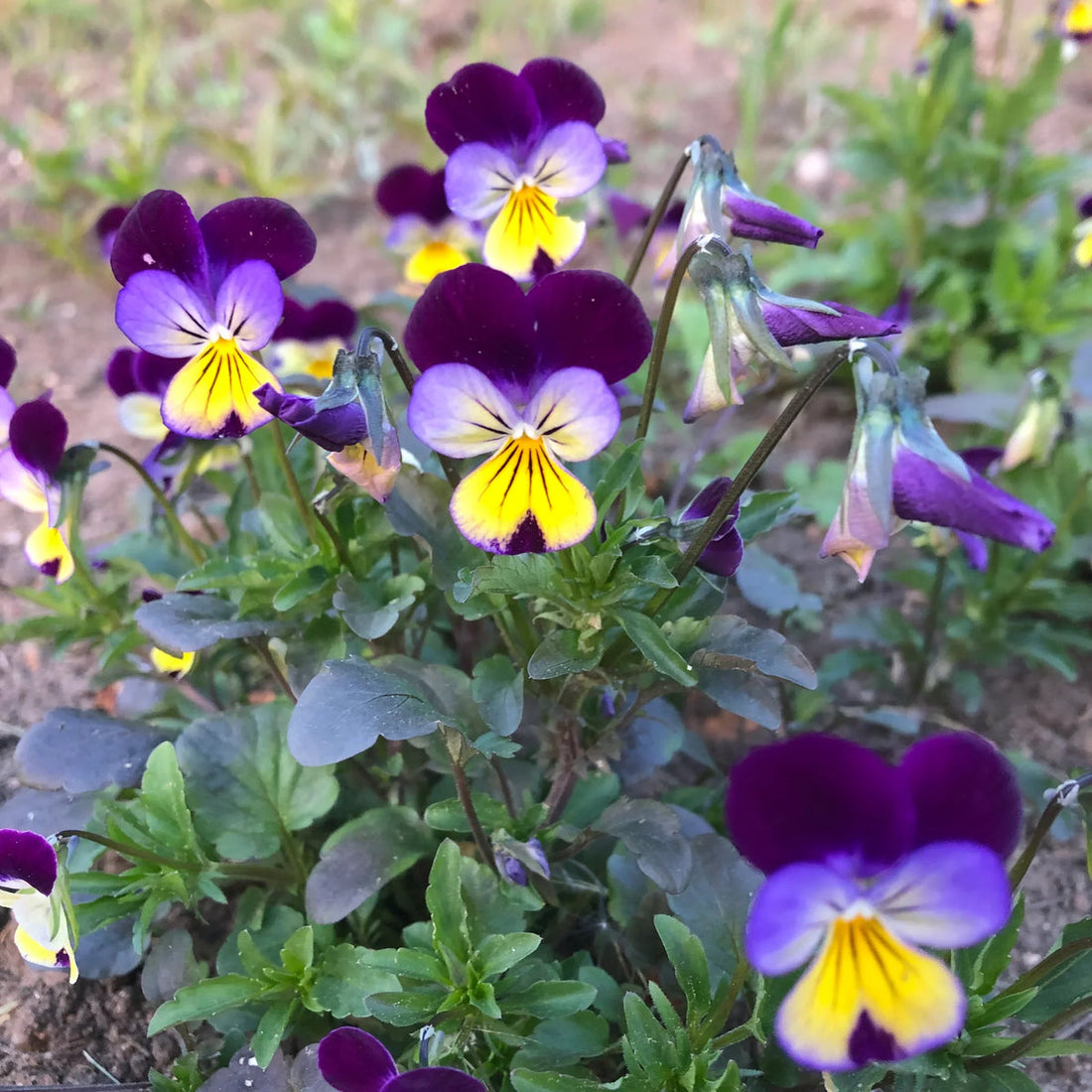 Jump Up flower seeds