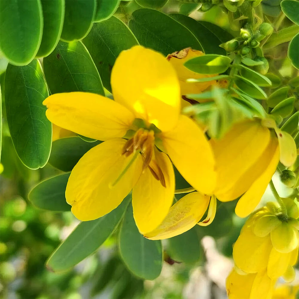 Semen Cassiae flower seeds