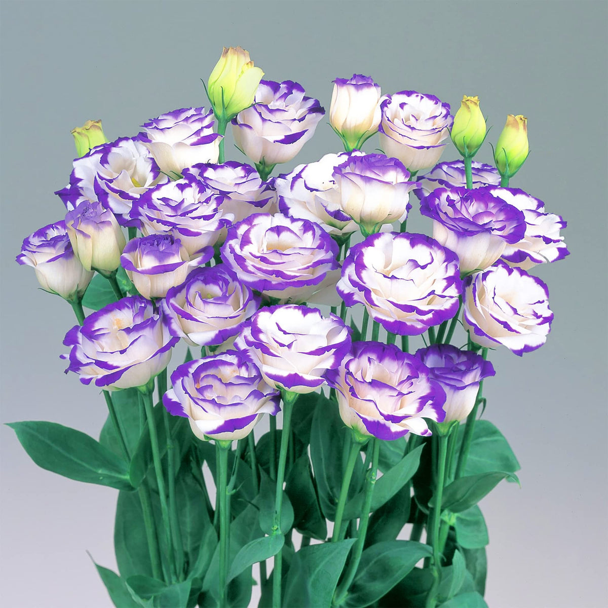 Prairie Gentian Lisianthus plant