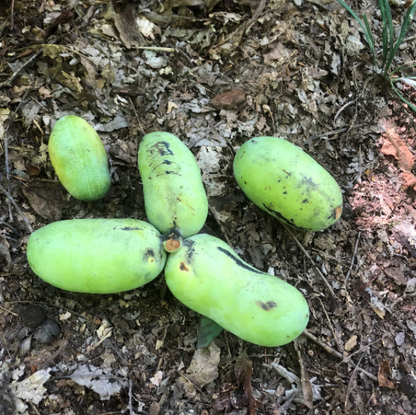 Asimina Triloba Pawpaw plant