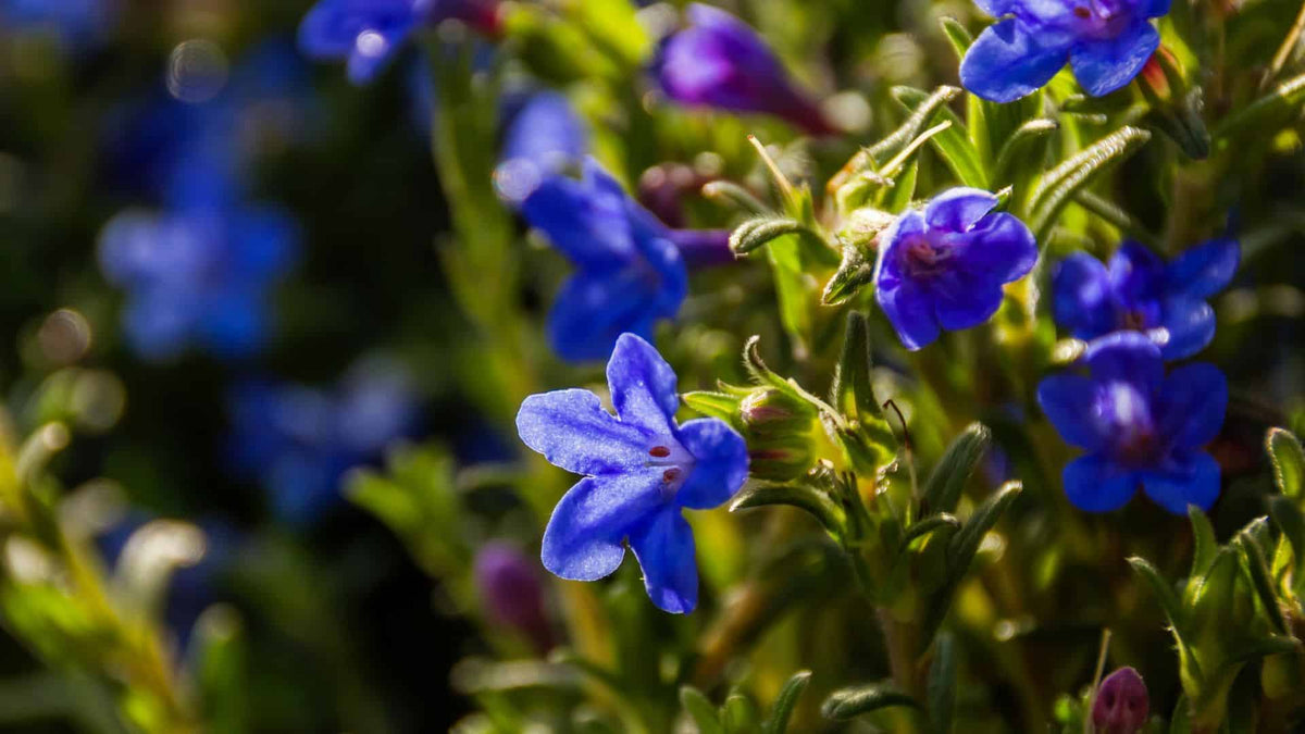 Glandora Diffusa plant