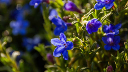 Glandora Diffusa plant