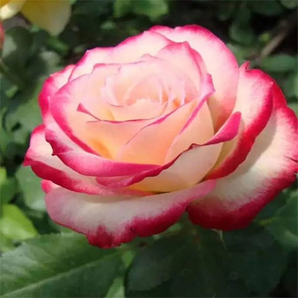 Rosa plant