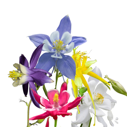 Columbine Aquilegia plant