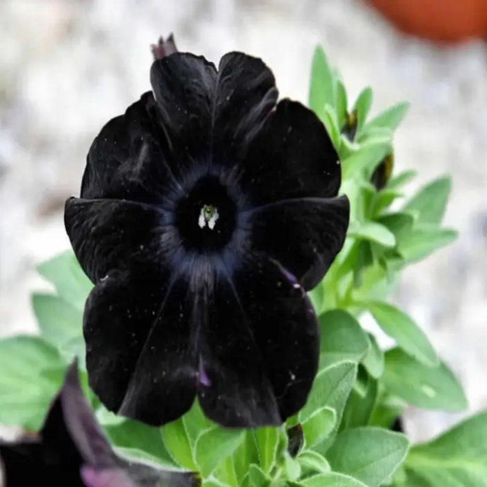 Petunia plant