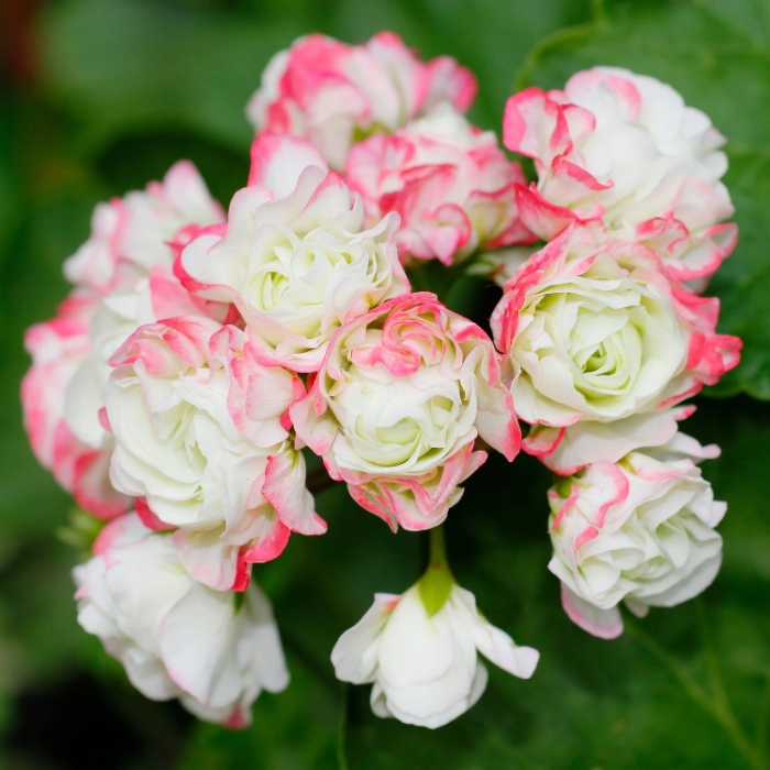 Apple Geranium plant
