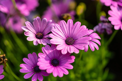 Purple Osteospermum plant