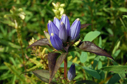 Bottle Gentian plant