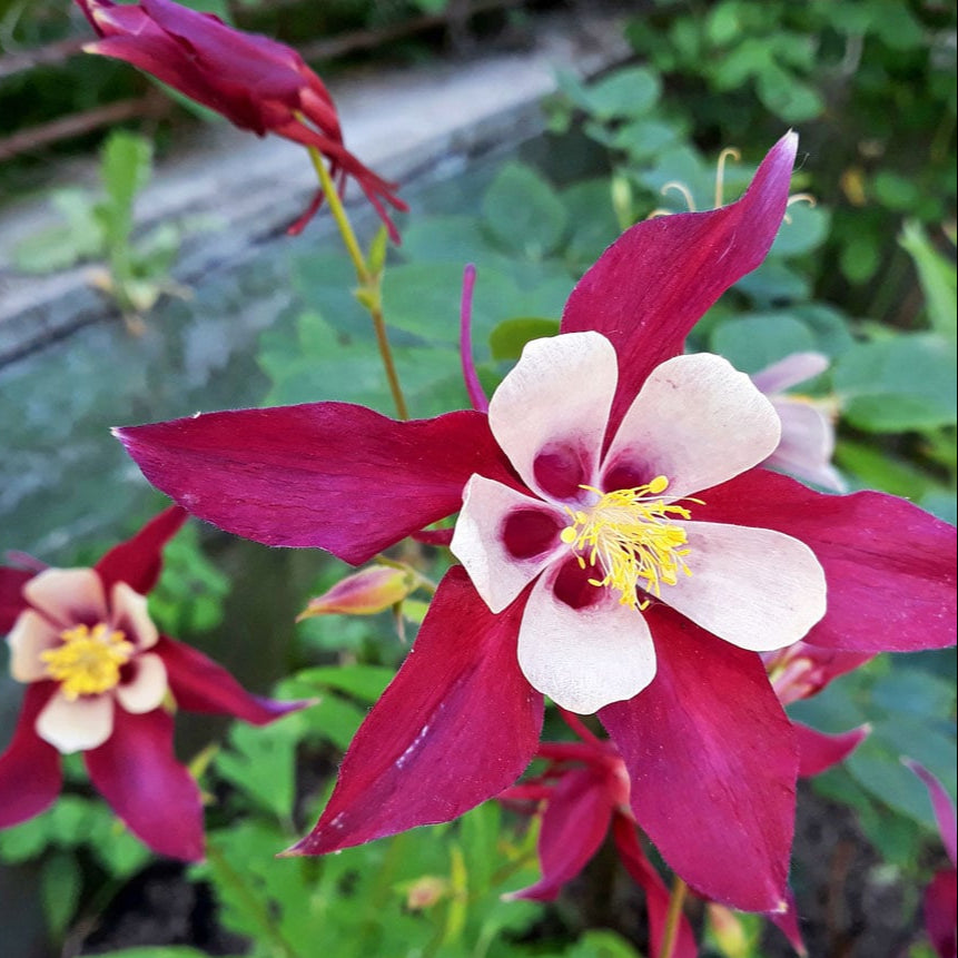 Crimson Star Columbine plant
