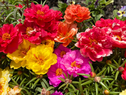 Grandiflora Portulaca plant