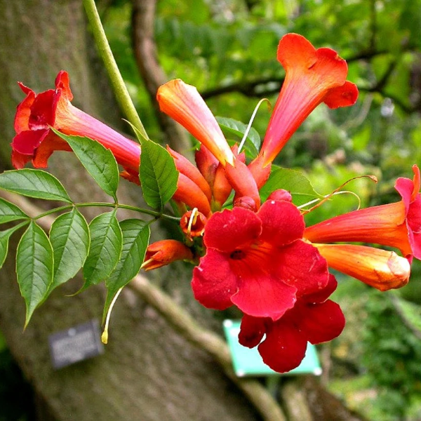 Scarlet Trumpet Vine plant