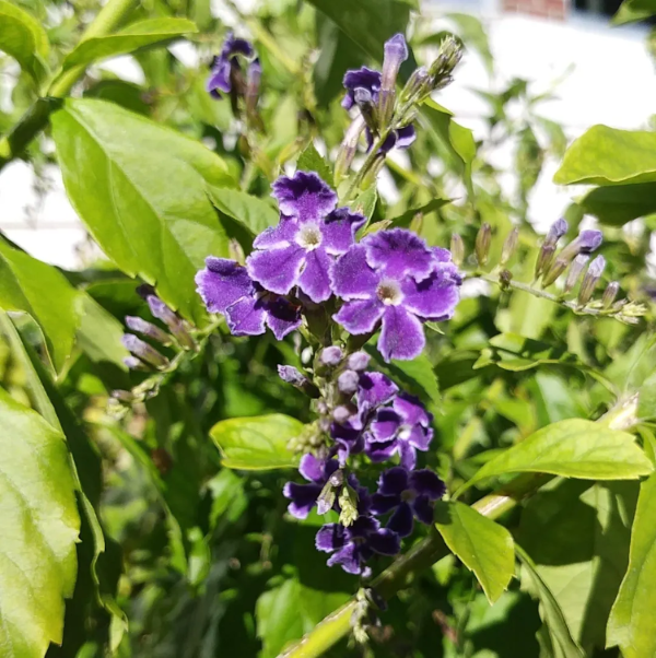 Erecta Duranta plant