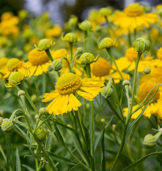 Autumn Leaves Helenium plant