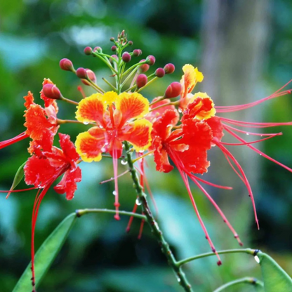 Dwarf Poinciana Peacock plant