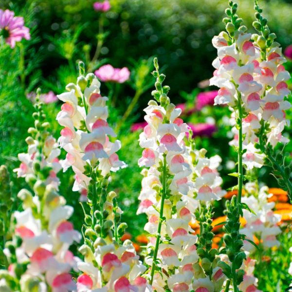 Appleblossom Snapdragon plant