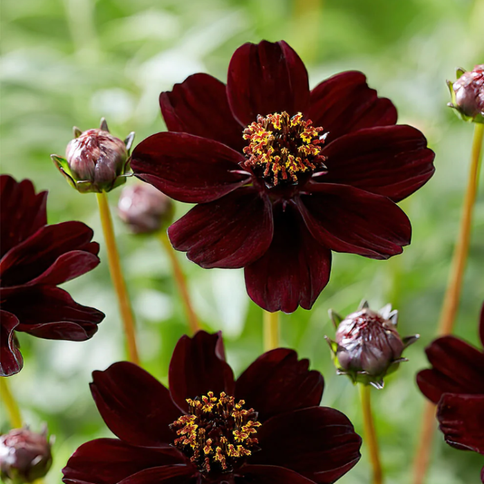 Chocolate Cosmos Cosmos plant