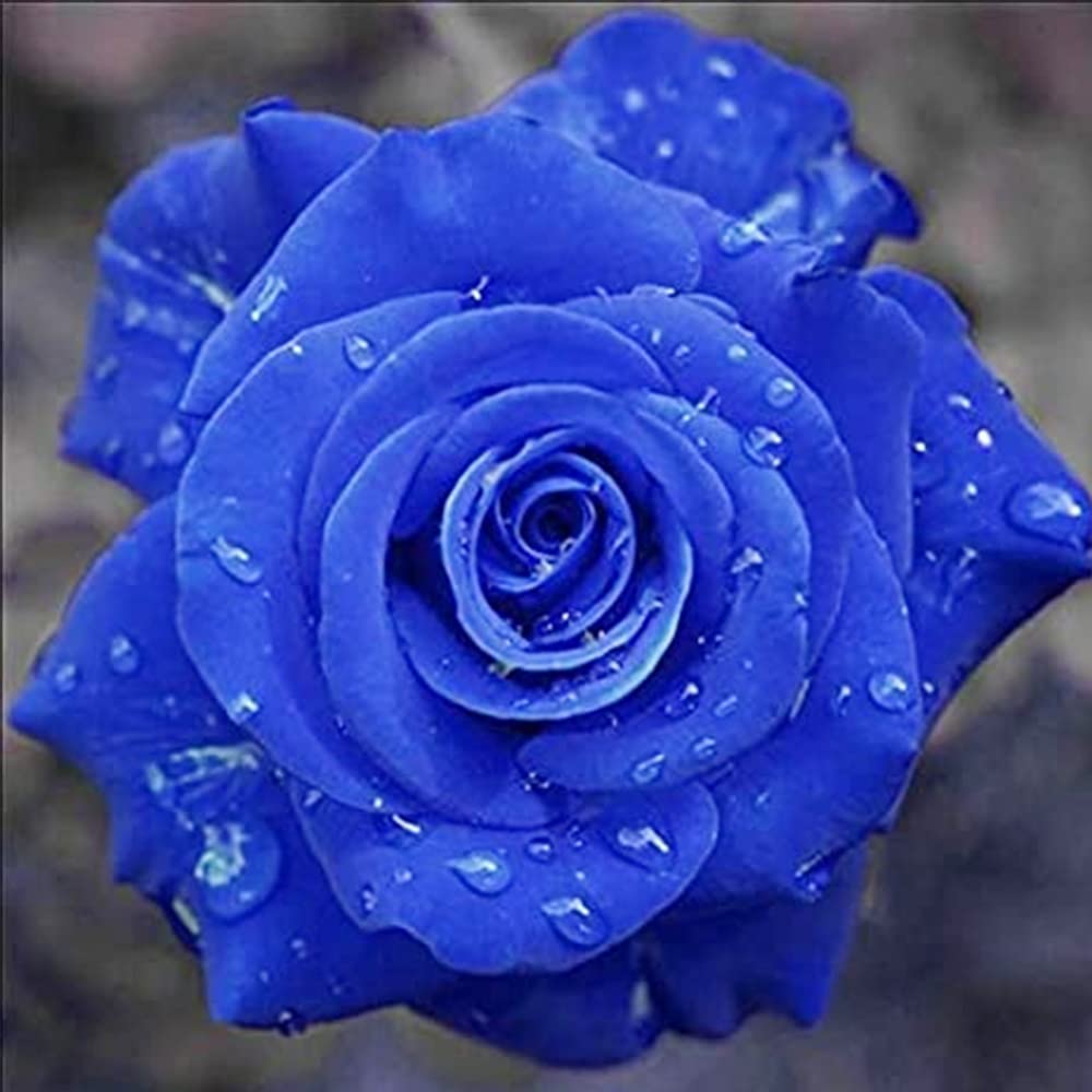 Blue Climbing Rose plant