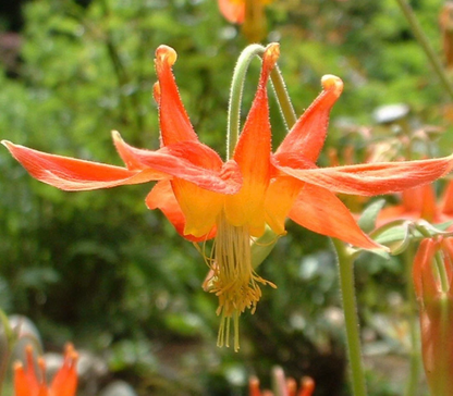 Orange Yellow Columbine plant