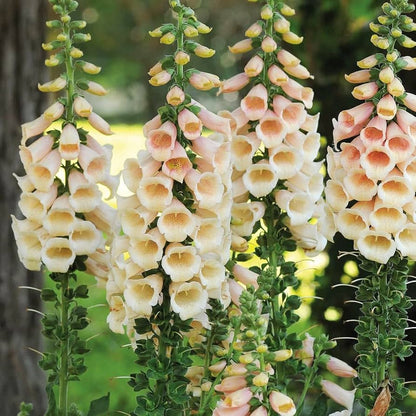 Peach Foxglove plant