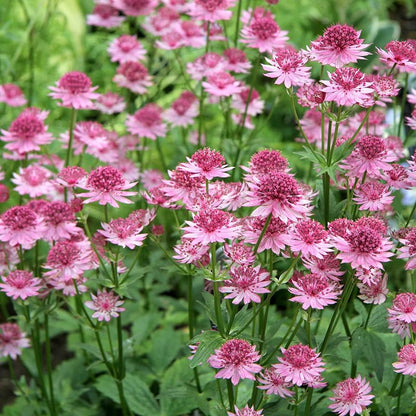Symphony Astrantia Major plant