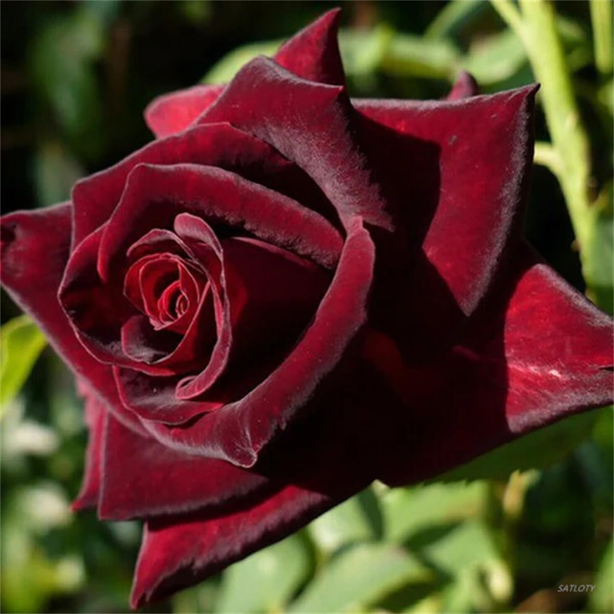 Black Baccara Rose plant