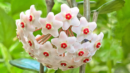 Carnosa Hoya plant