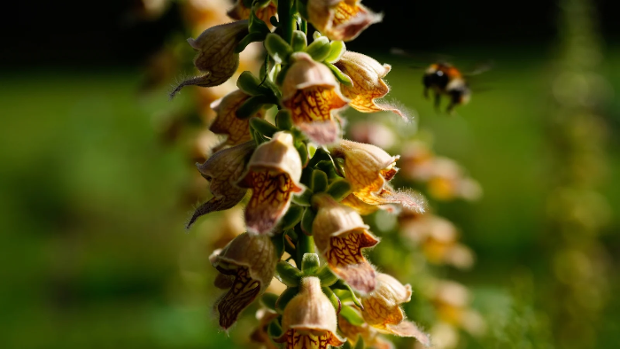 Rusty Foxglove plant