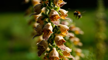 Rusty Foxglove plant