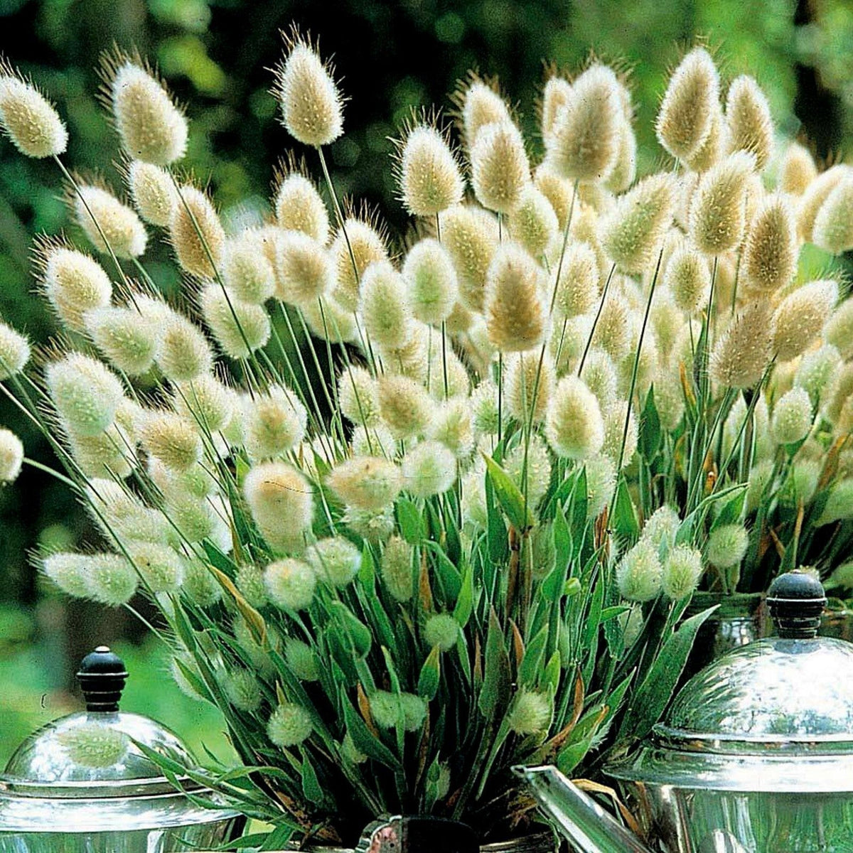 Grass Lagurus Ovatus plant