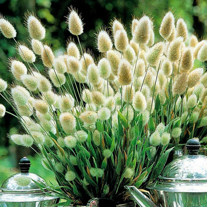 Grass Lagurus Ovatus plant