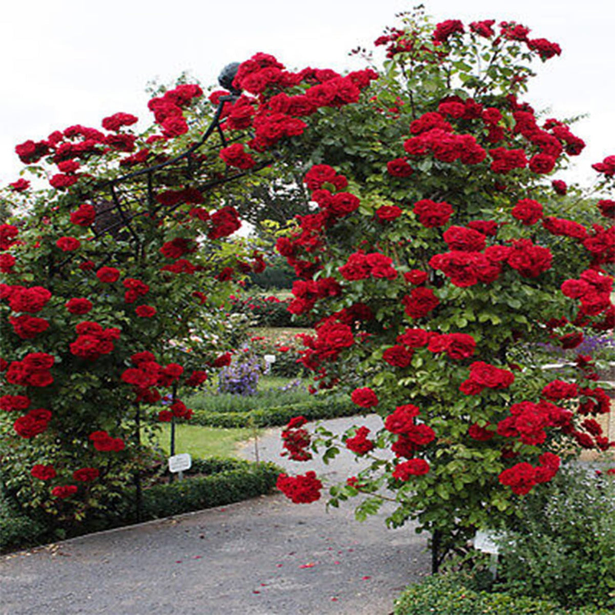 Climbing Rose plant