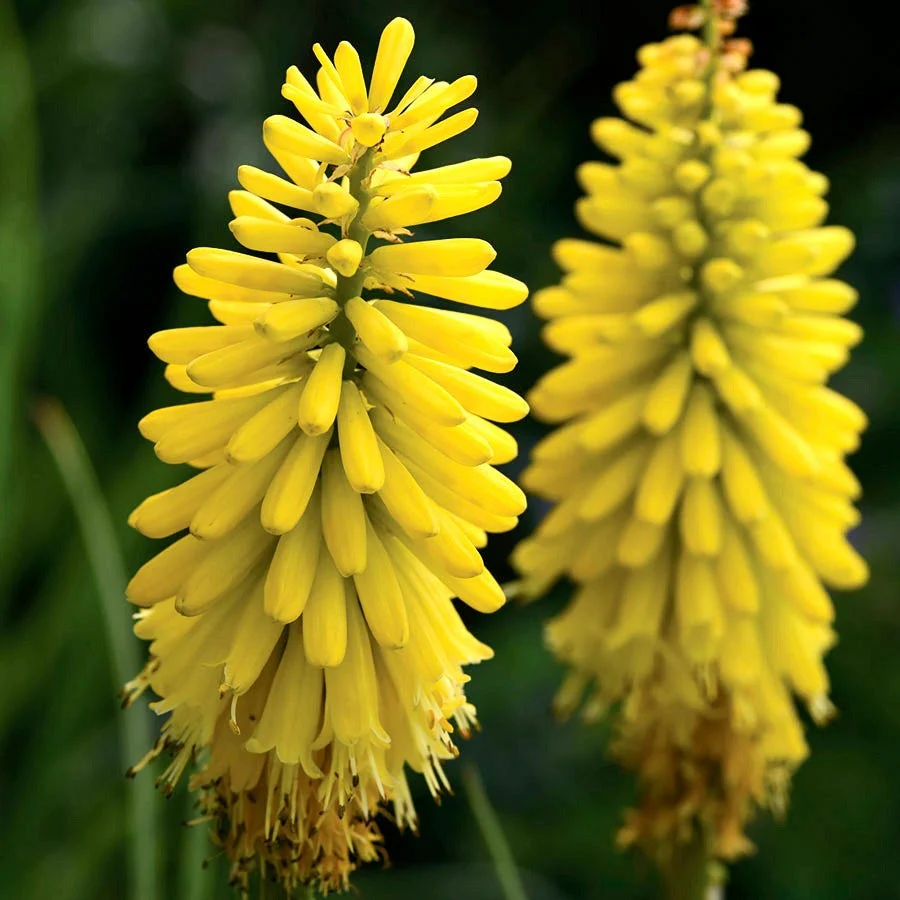 Yellow Hot Poker plant