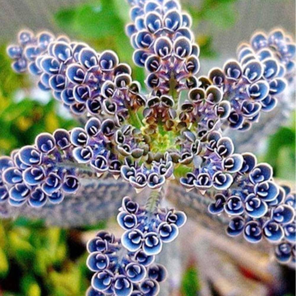 Dark Blue Kalanchoe plant