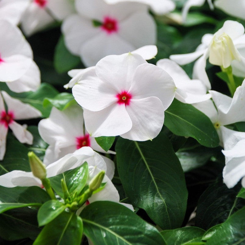 Bright Eyes Periwinkle plant