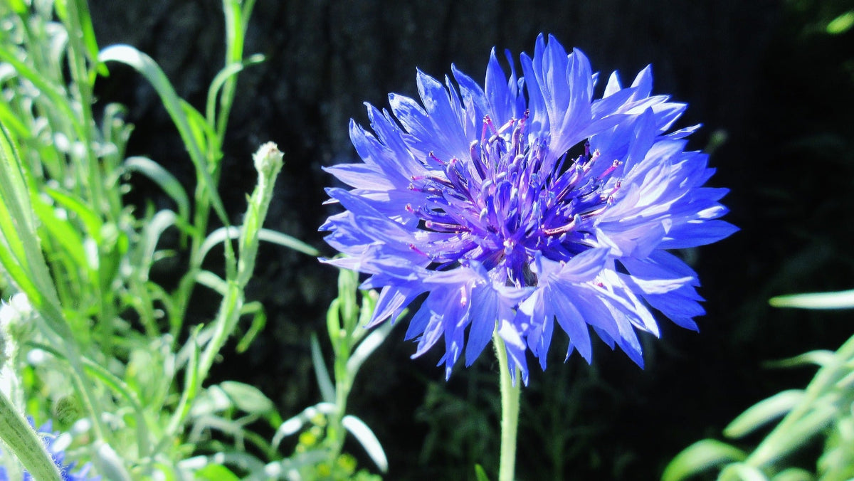 Blue Bachelor's Button plant