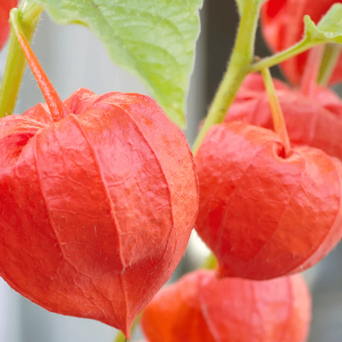Chinese Lantern Lantern plant